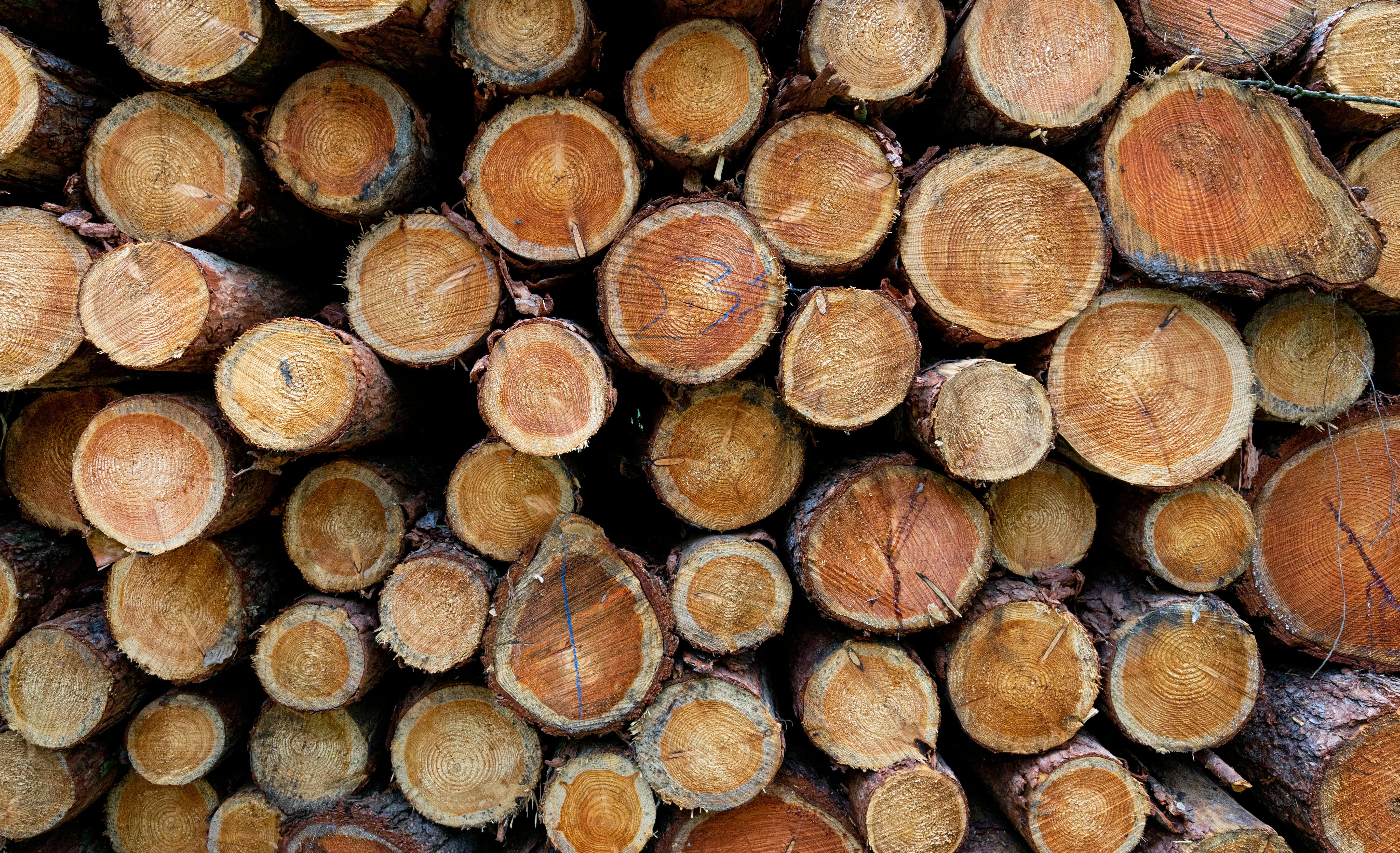 Hout